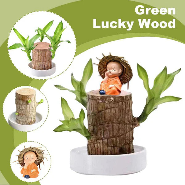 Mini Brazil Lucky Wood Hydroponic Plant Stump Potted Small Indoor or Office Plant Lucky Wood Plant for Bedroom Four Seasons